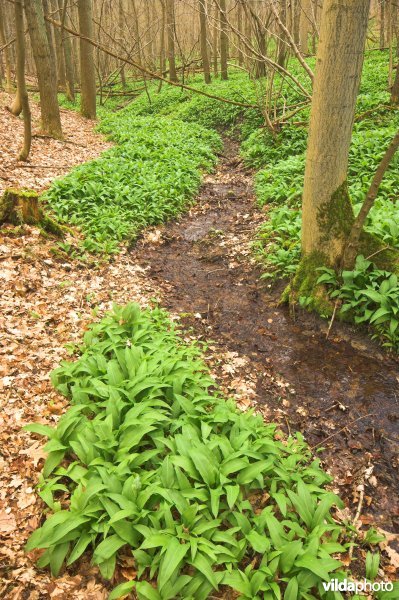 Hallerbos