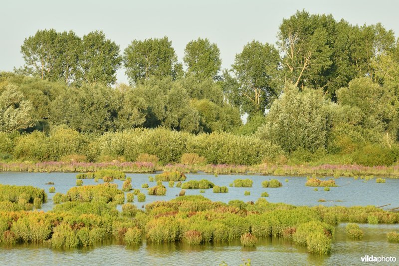 Groot Schoor in Hamme