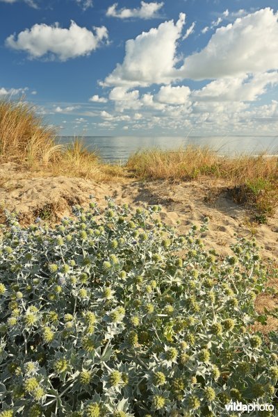 Blauwe zeedistel in het Zwin