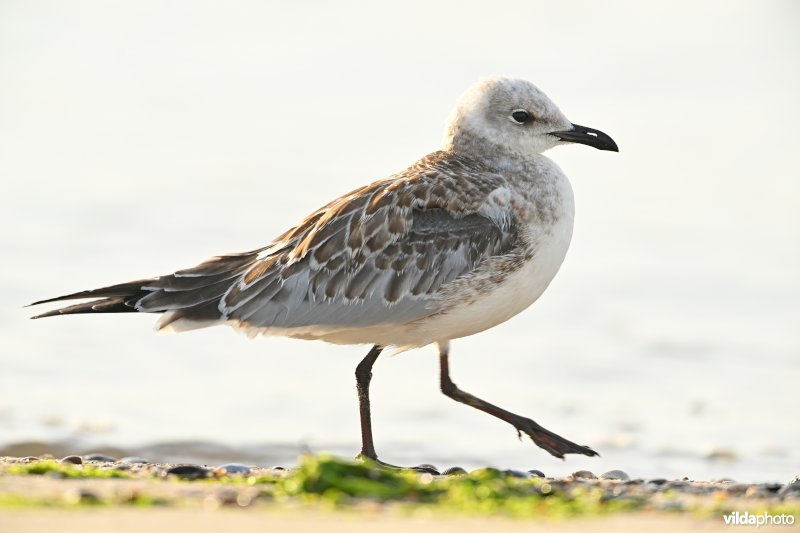 Zwartkopmeeuw