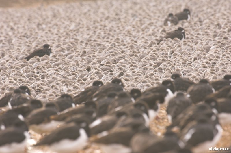Scholeksters en Kanoetstrandlopers op hoogwatervluchtplaats