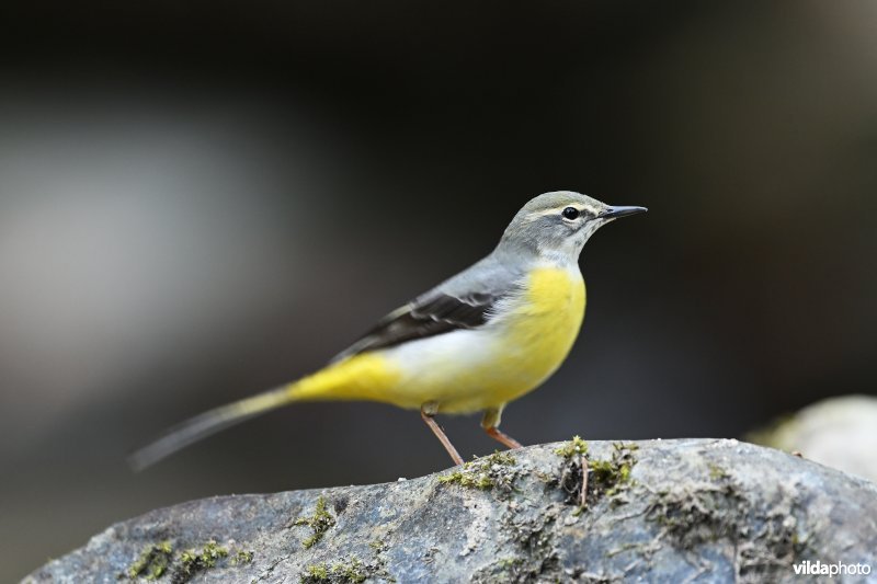 Grote gele kwikstaart