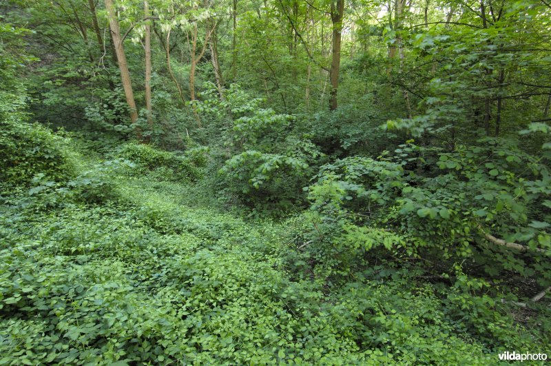 De terril Espérance