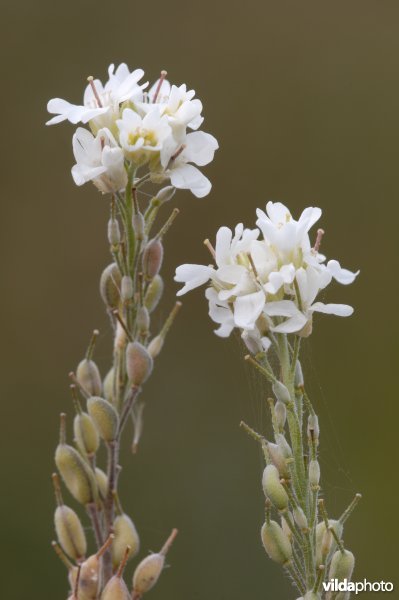 Bloempjes van Grijskruid