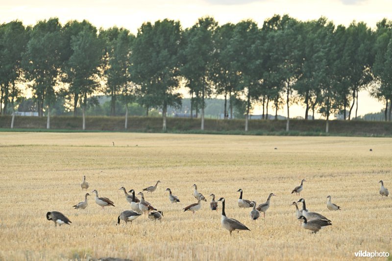 Koningskieldrechtpolder