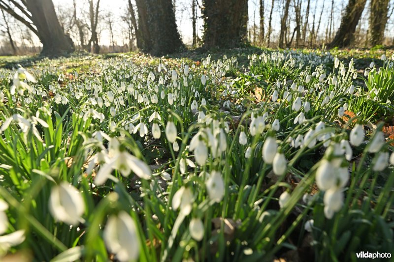 Gewone sneeuwklokjes