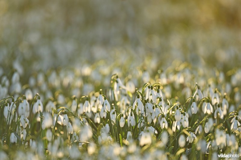 Gewone sneeuwklokjes