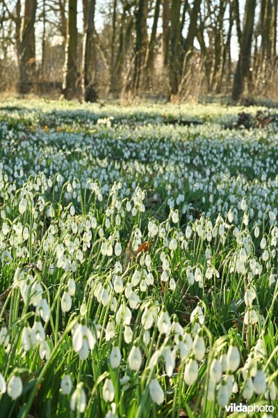 Gewone sneeuwklokjes