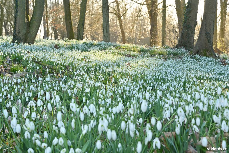 Gewone sneeuwklokjes