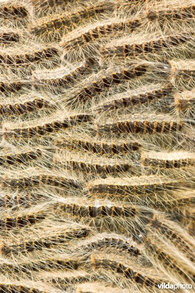 Rupsen van processierupsvlinder