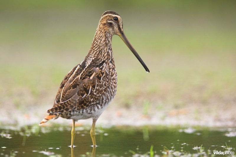 Watersnip