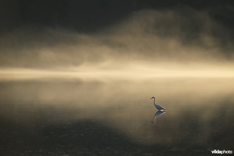 Grote zilverreiger