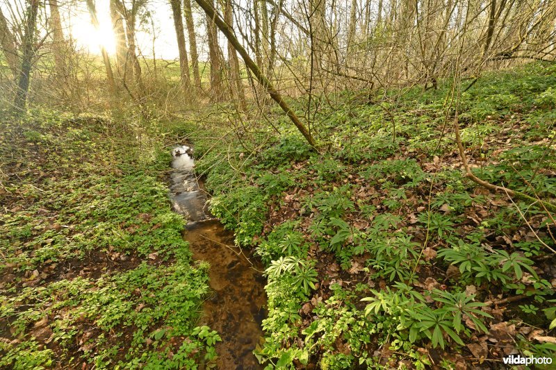 Steenbergse bossen