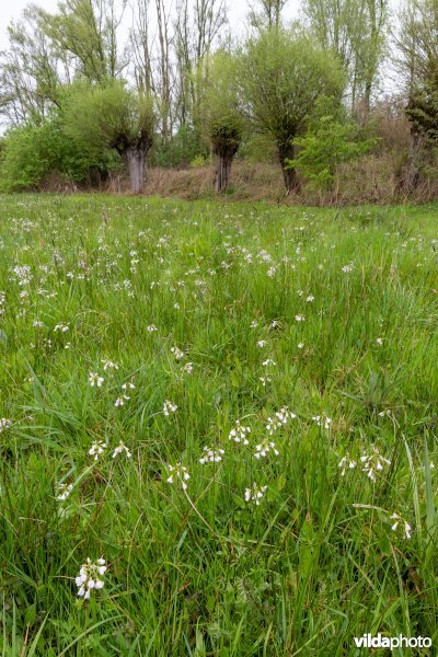 Grasland aan de Weiput
