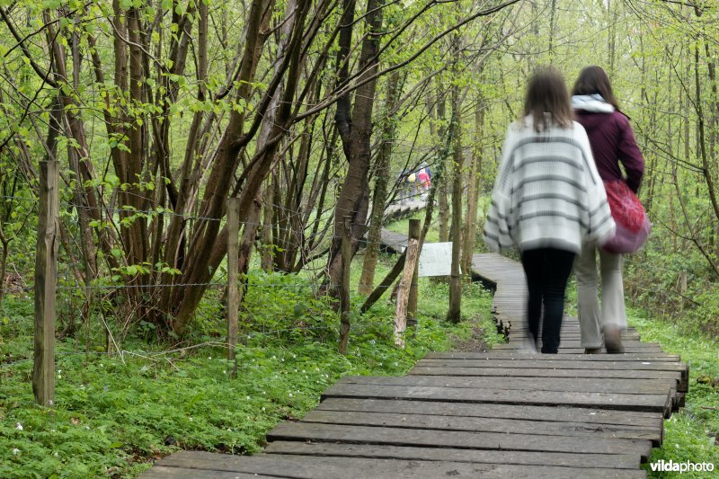 Wandelen in bos t'Ename