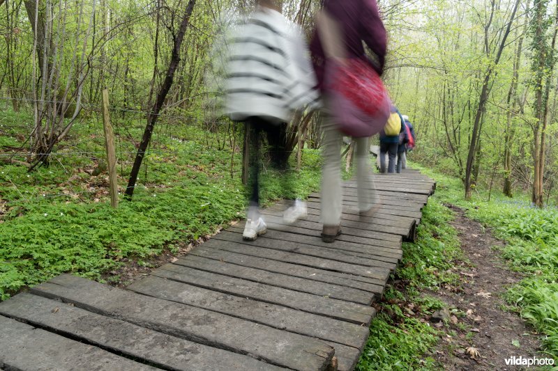 Wandelen in bos t'Ename