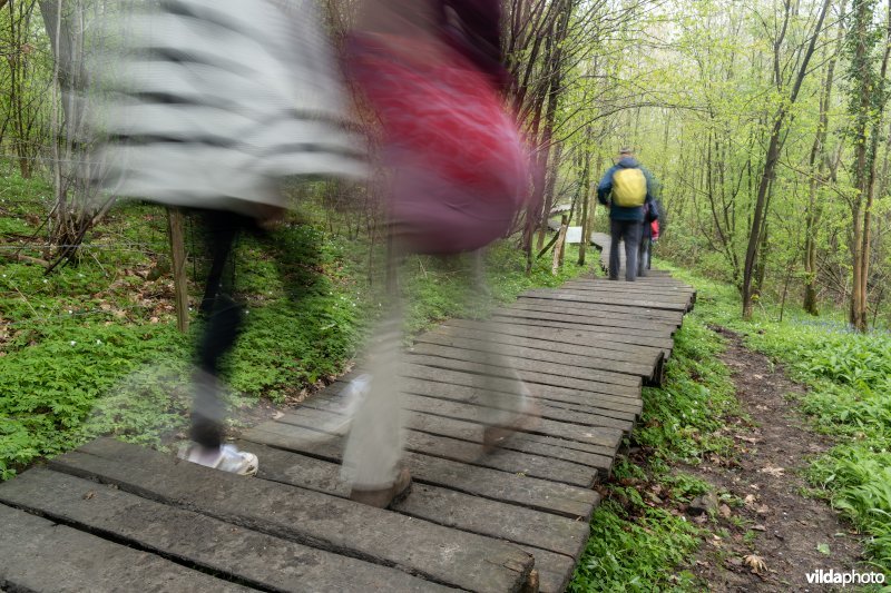 Wandelen in bos t'Ename