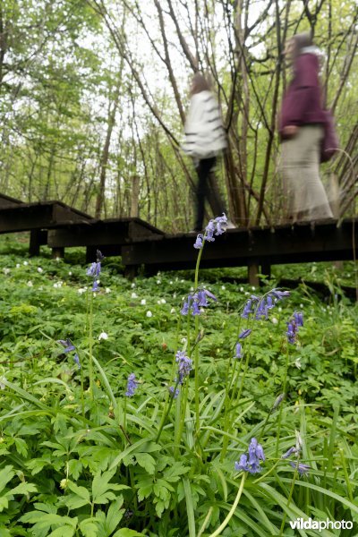 Wandelen in bos t'Ename