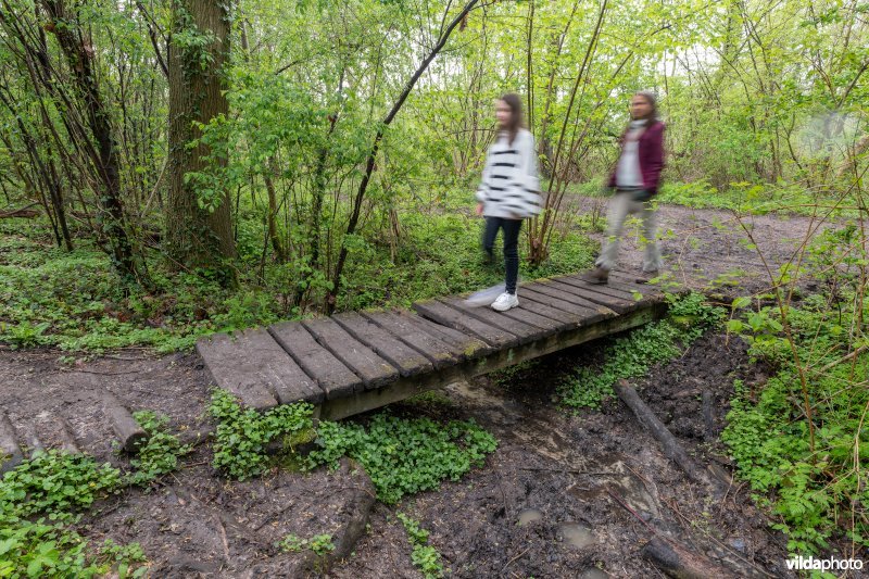 Wandelen in bos t'Ename