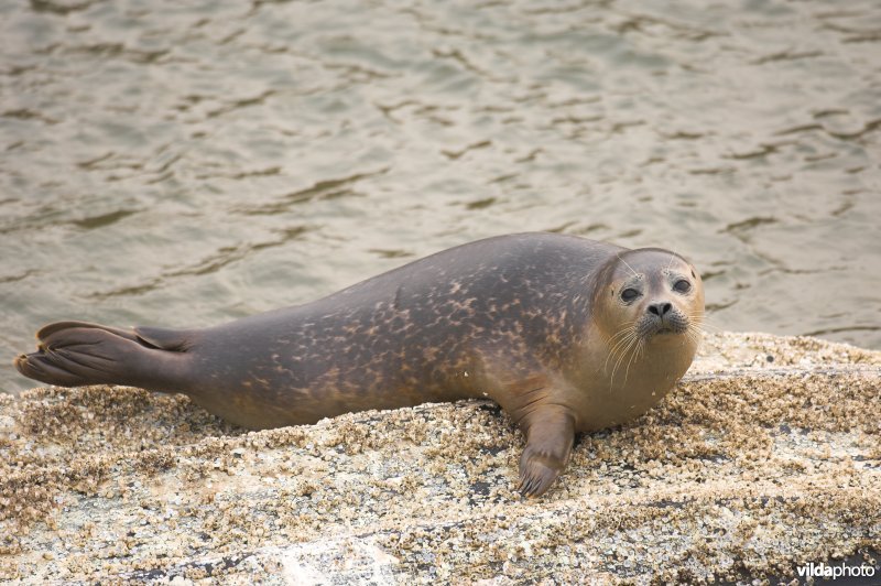 Gewone zeehond op roeibootje