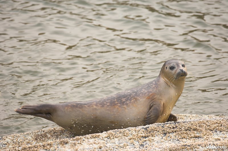 Gewone zeehond op roeibootje