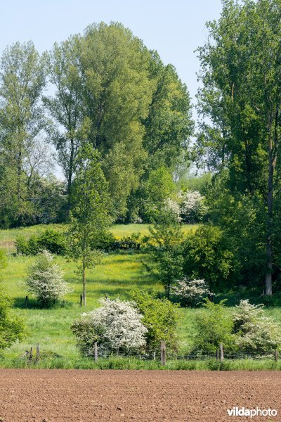 Kleinschalig landschap