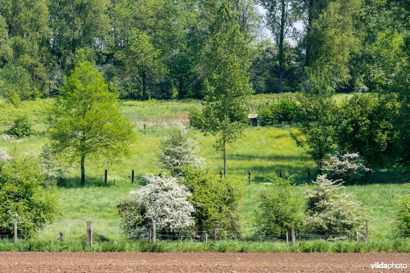 Kleinschalig landschap