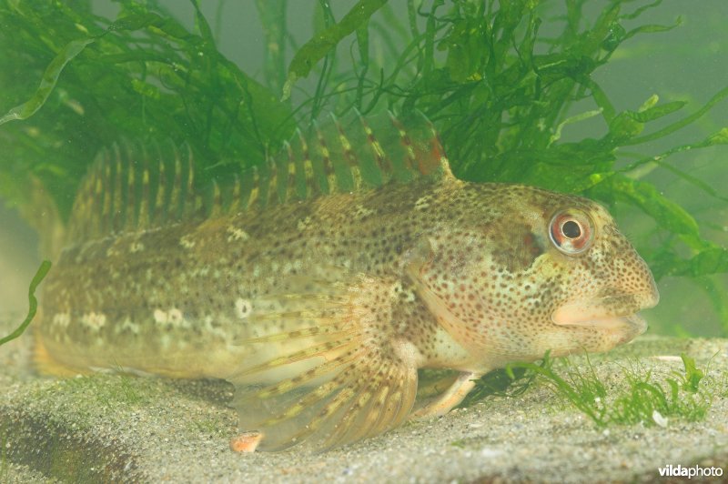Steenslijmvis