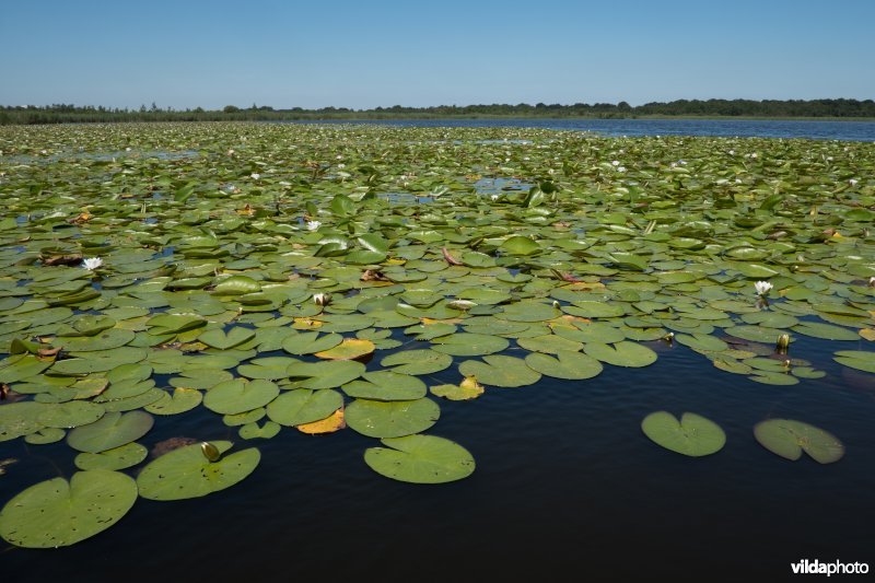 Naardermeer