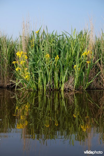 Gele lis in het Wormer- en Jisperveld