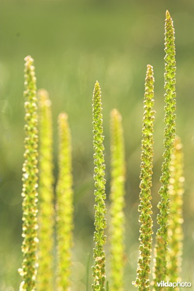 Schorrezoutgras