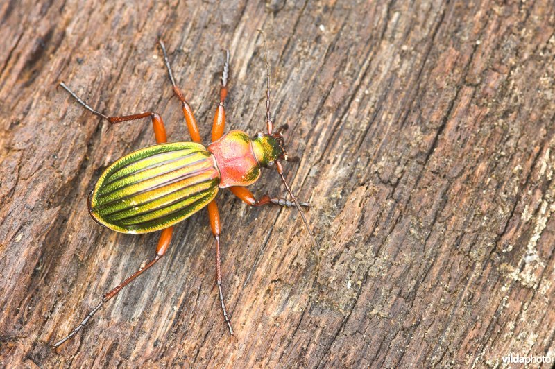 Goudglanzende loopkever