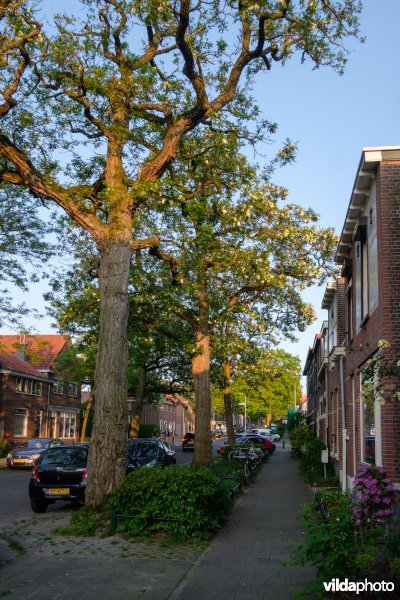 Robinia in straatbeeld, Nijmegen