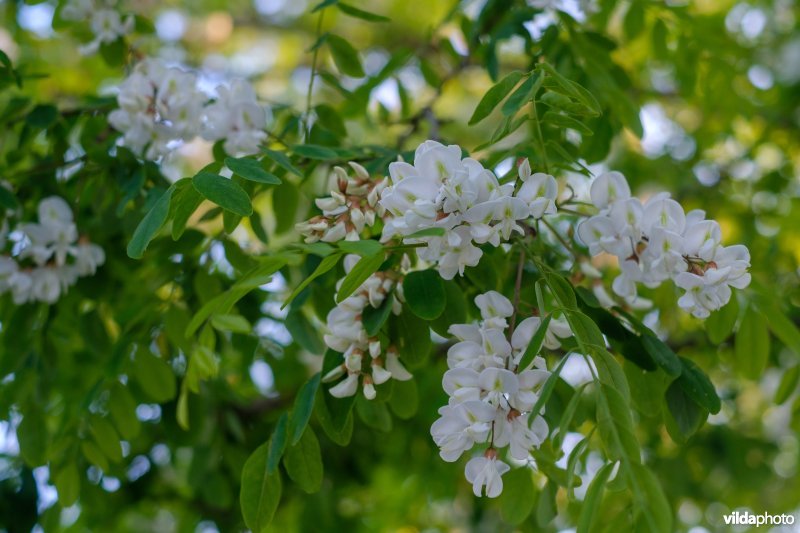 Robinia in straatbeeld, Nijmegen