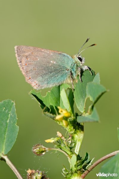 Groene klaverpage
