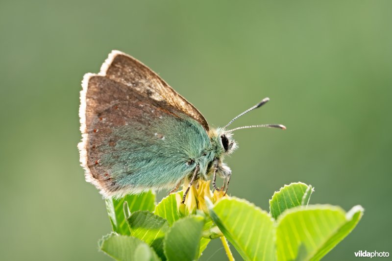 Groene klaverpage