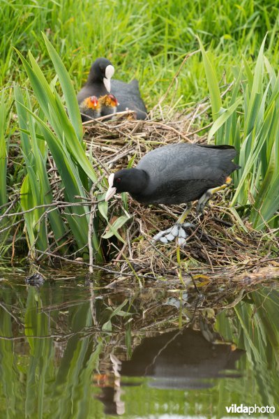 Meerkoet met jongen bij het nest
