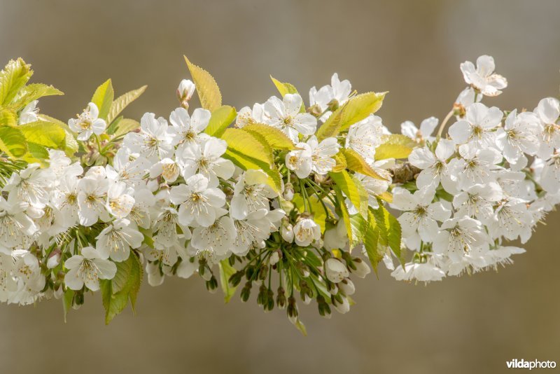 Bloesem van Zoete kers