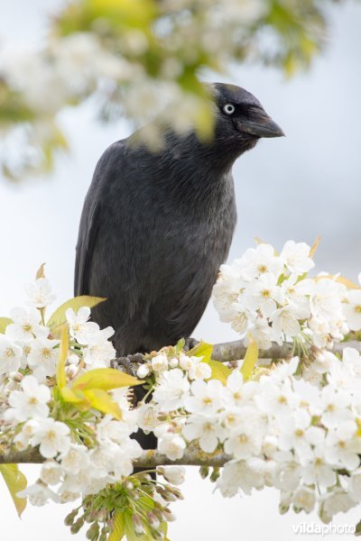 Kauw tussen kersenbloesem