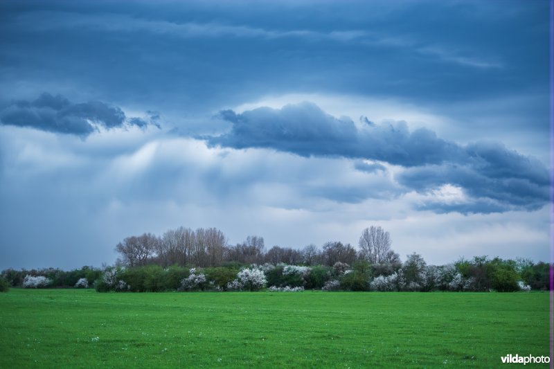 Eenstijlige meidoorn en wolkenlucht
