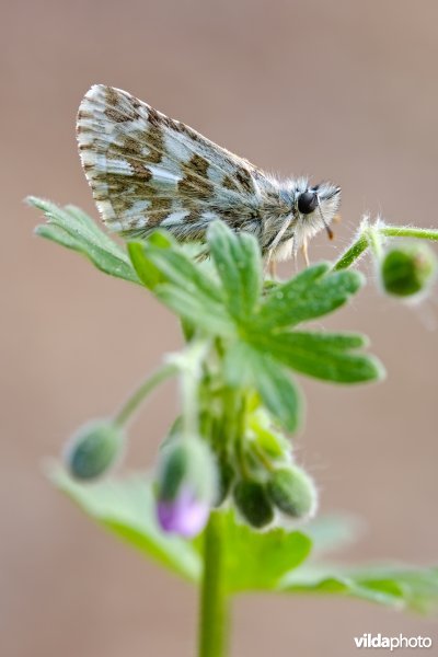 Aambeeldspikkeldikkopje