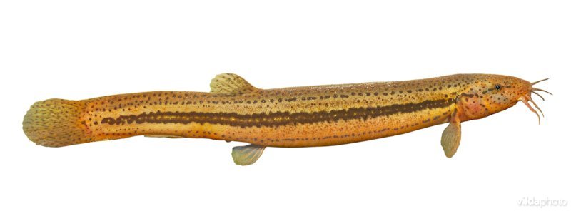 Grote modderkruiper