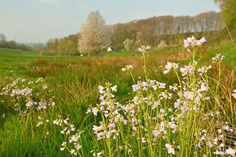 Pinksterbloemen op de Oude Kwaremont