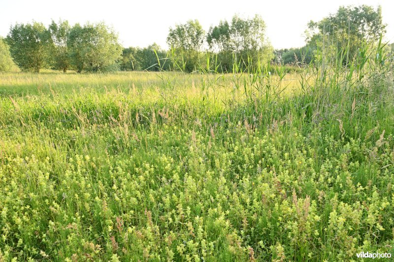 Graslanden aan Donkvijver