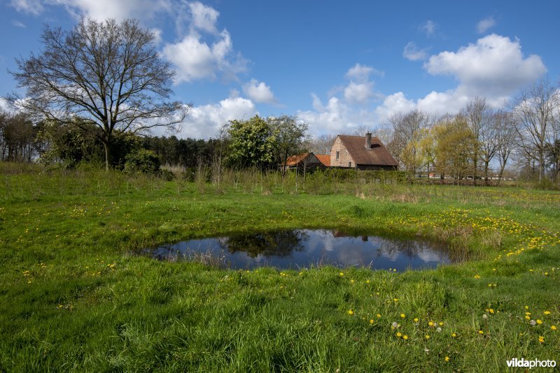 poel op open plek in recente bosaanplant binnen het Provinciaal natuurdomein Hospicebossen