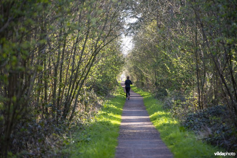 jogger in de Provinciaal natuurdomein Hospicebossen