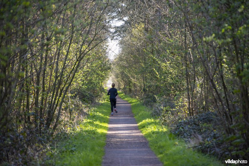 jogger in Provinciaal natuurdomein Hospicebossen