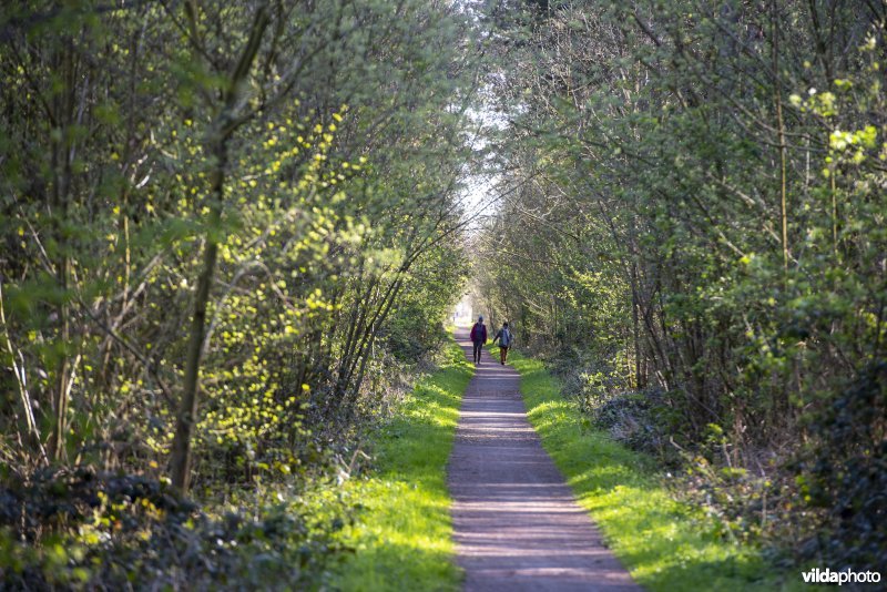 wandelaars in het Provinciaal natuurdomein Hospicebossen