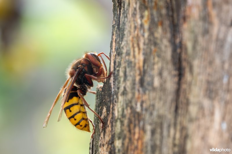 Hoornaar verzamelt nestmateriaal