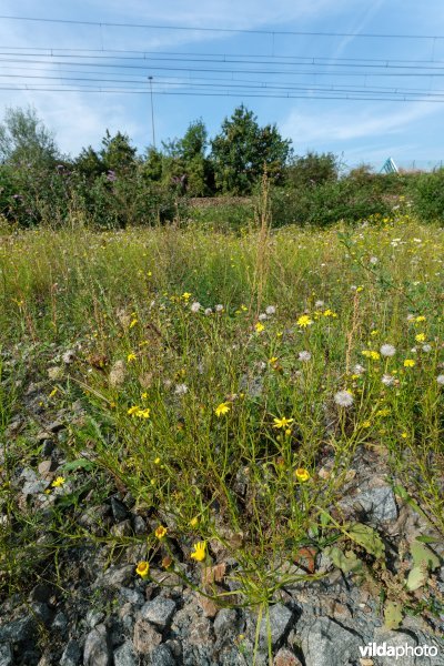 Exoten op een verlaten spoorwegterrein